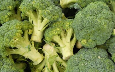 Why Do Bodybuilders Eat Broccoli More Often?